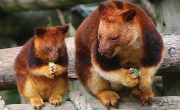 Blog - Goodfellow the Tree Kangaroo