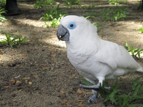 paga-hill-estate-gudmundur-gummi-fridriksson-port-moresby-nature-park