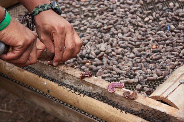 paga-hill-estate-cacao-beans-png-1