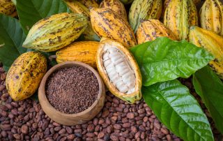 paga-hill-estate-cacao-beans-png-3