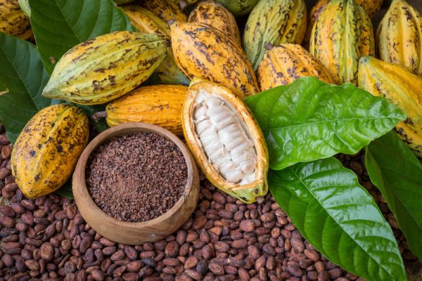 paga-hill-estate-cacao-beans-png-3