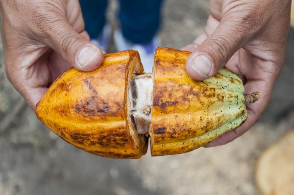 paga-hill-estate-cacao-beans-png-3