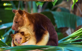 paga-hill-estate-tree-kangaroo-png1.jpg