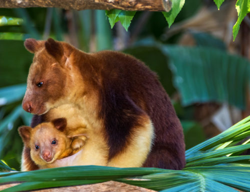 Papua New Guinea’s Tree Kangaroo