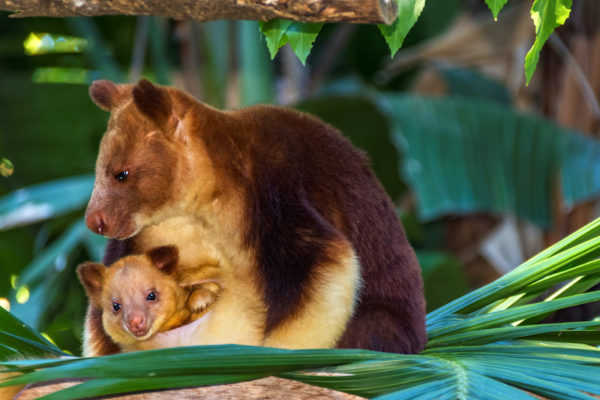 paga-hill-estate-tree-kangaroo-png1.jpg