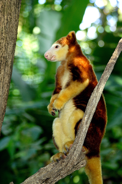 paga-hill-estate-tree-kangaroo-png2.jpg