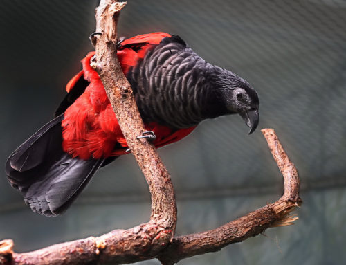 The push to save Pesquet’s Parrot