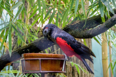 paga-hill-estate-pesquets-parrot-png2.jpg