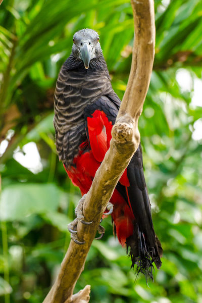 paga-hill-estate-pesquets-parrot-png3.jpg